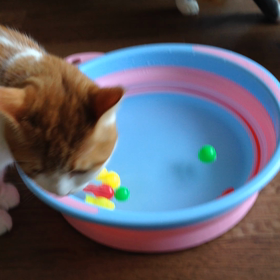 金魚すくいの画像