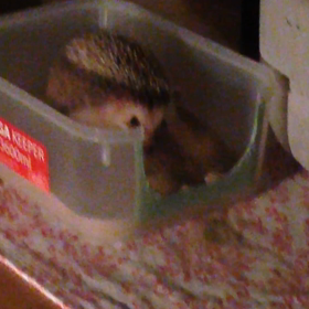 たぬさん、なぜ逃げる？！の画像