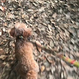 ♪お散歩動画♪代々木公園♪の画像