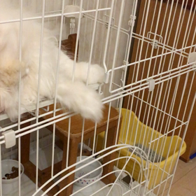 白ちゃんの遊び方の画像