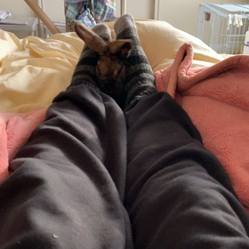 足で揉まれるうさぎの画像