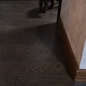 嘘をつけない可愛いコの画像