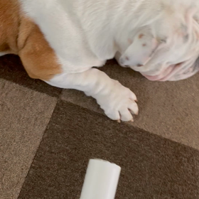 抜け毛の多いブルドッグ、ローラー作戦‼️の画像