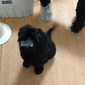 イタズラの画像