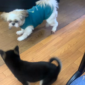 お遊び動画の画像