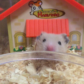 継続は力なり日記【1】の画像