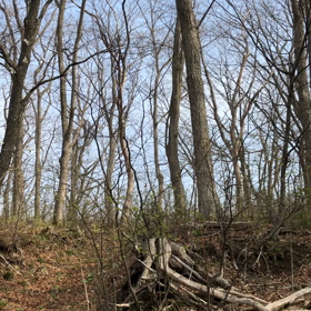 小鳥のさえずりと川のせせらぎの画像