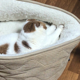 ふみふみ動画〜BGMはブラタモリ♫の画像