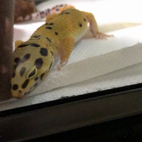 謎の動き？ ぶっち編の画像