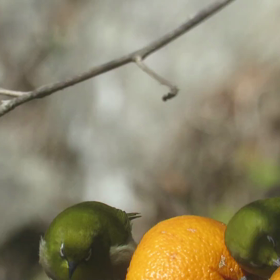 すぎぴたんの事件簿　シーズン２　１７４話（レストランみかんのお客様メジロおし）の画像