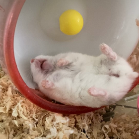 ぐうたらの画像