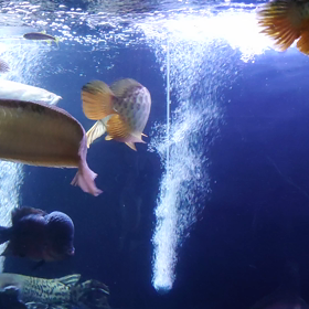 ドキドキ混泳の画像