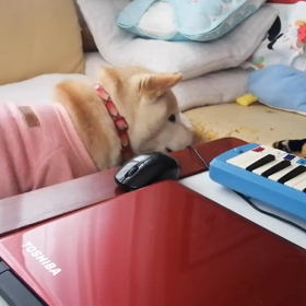 わんこの音楽会の画像