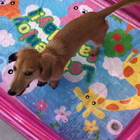 初・プチプールの画像