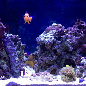 小さな水族館の画像