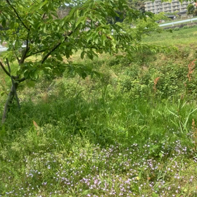 ひっぱり癖の画像