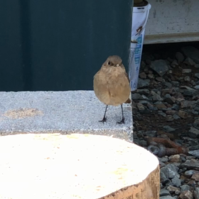 ジョウビタキ（渡り鳥）語りかけるジョビの画像
