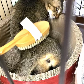 Wednesday news(=^・^=)の画像