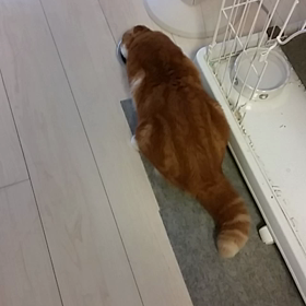 *ルナときゅうり*の画像