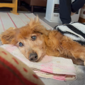 最近のレオは…の画像