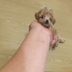 ❤️決まりました❤️さくらんぼちゃん動画❤️の画像