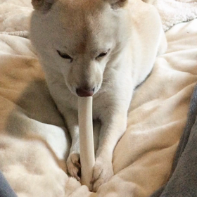 蝦夷鹿boneの画像