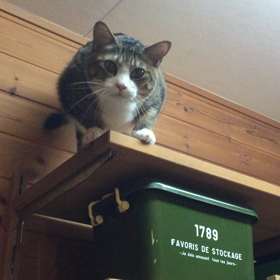 今日のにゃんこ。の画像