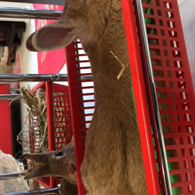 美容室のうさぎの画像