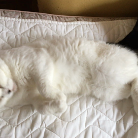 サービスの画像