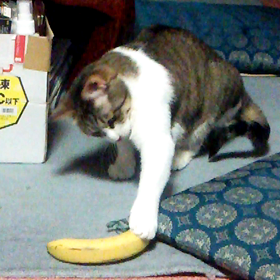 バナナで遊ぶシルコの画像