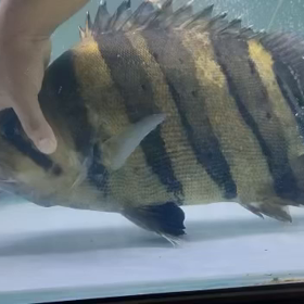 次回輸入のボスの画像