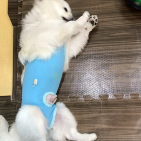 ながらサッカーの画像