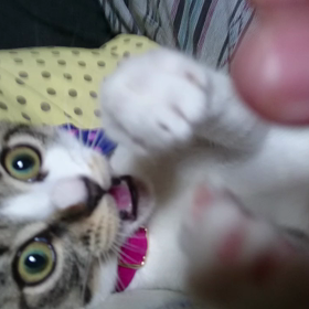 噛みつきと格差社会の画像