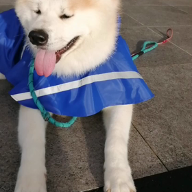 時々☔、激しい☔。都度雨宿り。つまりゴロ寝休憩、未来丸ヤッター＼(^-^)／。こんな日もありますの画像