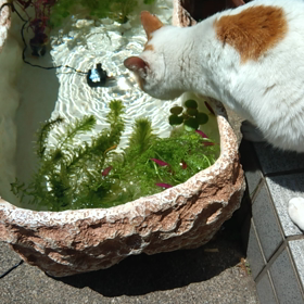 ちょっと癒されるの画像