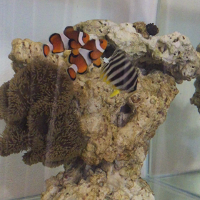 シマヤッコ12日目の画像