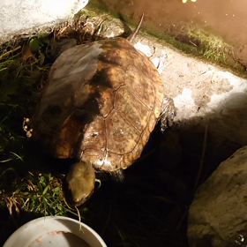 今年最後の上陸でしょうの画像