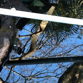 白い亀の画像
