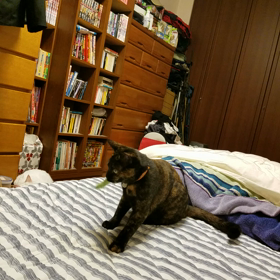 大好きなじゃらしの画像