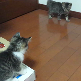 動く『チビチビ’S』です(^^)/の画像