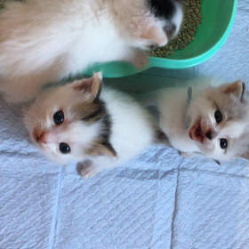 勉強の合間にねゃんこで息抜きの画像