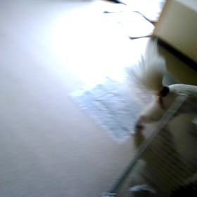 走り回ってます～の画像