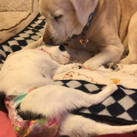 穏やかな、かものはしよもこにほっこりの画像