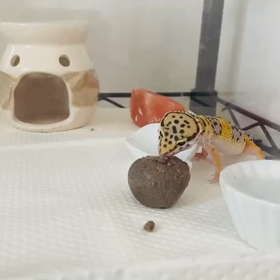 ピカ＆モカ　大きな塊の餌に食いつくの画像