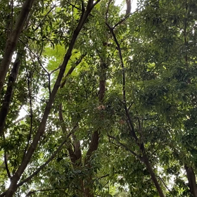 ツクツクボウシの画像