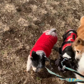 2月8日10わんこと2時間遠足　　代々木公園の画像