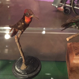 ハチドリのコーナーの画像