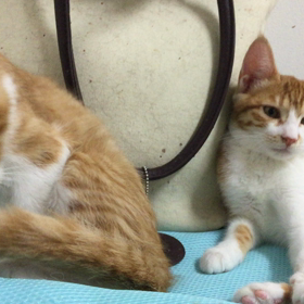 あたし達姉妹も参加よ！の画像