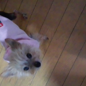 要求吠え(笑)の画像