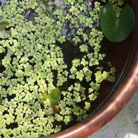 ちびメダカ　二匹目の画像